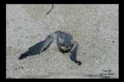 Hatchling Turtles on our beach.
Little Cayman by Neil Van Niekerk 